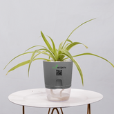 Spider Plant (Chlorophytum comosum)