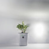 Money Plant nJoy