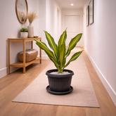 Dracaena Massangeana in Roma Ribbed Planter