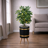 Schefflera Plant Luxury Stand Planter Combo