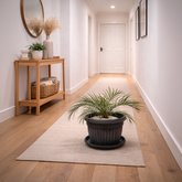 Phoenix Palm in Roma Ribbed Planter
