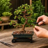 Bonsai - B1