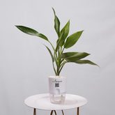 Aglaonema Chinese Evergreen