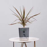 Dracaena Marginata (Dragon Tree)