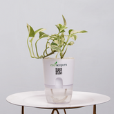 Money Plant Green (Pothos, Epipremnum aureum)