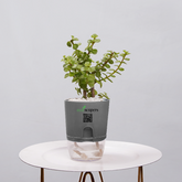 Jade Plant (Crassula ovata)