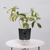 Shefflera (Umbrella Plant)