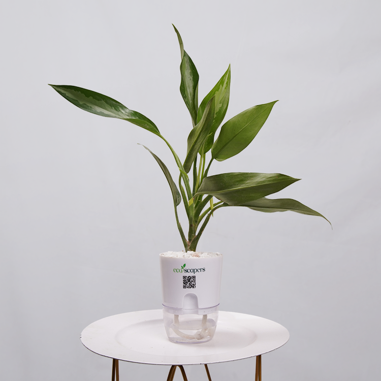 aglaonema tigress care Leafy Aglaonema Tigress Plant