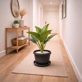 Aglaonema Green in Roma Planter