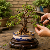 Bonsai - B5