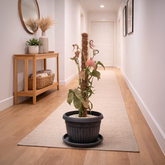 Syngonium Pink in Roma Planter