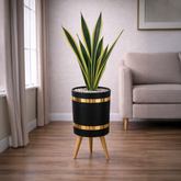 Snake Sansevieria Trifasciata Green & Yellow