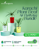 Air Purifying Plant Bundle – Self Watering Pots with Water Indicator (Set of 3)
