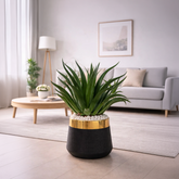 Agave Plant