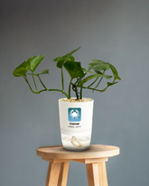 CANCER-MONEY PLANT GREEN