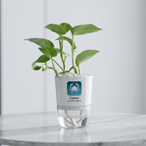 CANCER-MONEY PLANT GREEN