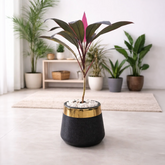 Cordyline Fruticosa
