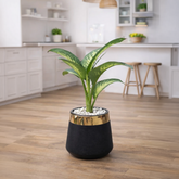 Dieffenbachia Dumb Cane
