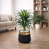 Dracaena Draco