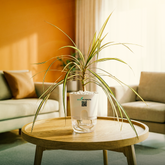 Dracaena marginata Madagascar multicolour