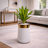 Dracaena Fragrans Massangeana in Luxe Grande Planter