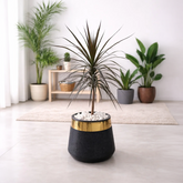 Dracaena marginata Black