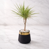 Dracaena marginata Green
