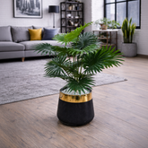 Fan Palm (Livistona)