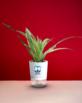 GEMINI-SPIDER PLANT