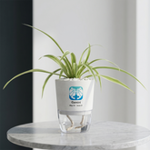 GEMINI-SPIDER PLANT