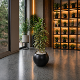 SONG OF INDIA in OrbIX Planter