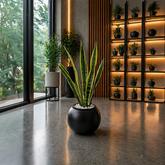 SNAKE SANSEVERIA in OrbIX Planter