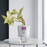 LIBRA-MONEY PLANT MARBLE QUEEN