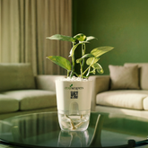 Money Plant Green (Pothos, Epipremnum aureum)