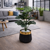 Monstera Deliciosa