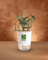 SAGITTARIUS-MONEY PLANT N JOY