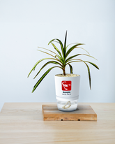 SCORPIO-DRACAENA MARGENETA