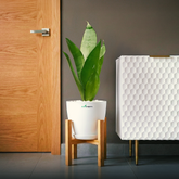 Wooden Stand - Indoor Plant Stand ((Pots & Plants Not Included)