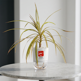 SCORPIO-DRACAENA MARGENETA