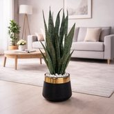 Snake Plant (Sansevieria)