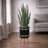 Snake Sansevieria trifasciata Green Luxury Stand Planter Combo