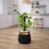 Syngonium