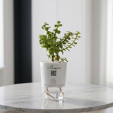 TAURUS-JADE PLANT