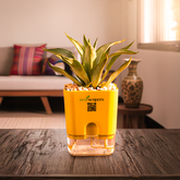 Agave