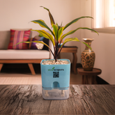 Cordyline Fruticosa