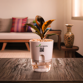 Rubber Plant Variegated