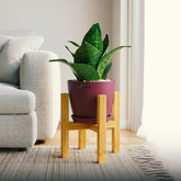 Snake Plant Bird’s Nest XL