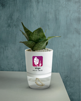 VIRGO-SANSEVERIA BIRDS NEST