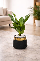 Aglaonemia With Luxe Planter