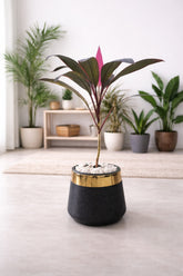 Cordyline Fruticosa With Luxe Planter